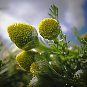 Chamomile sky 1 xv.jpg