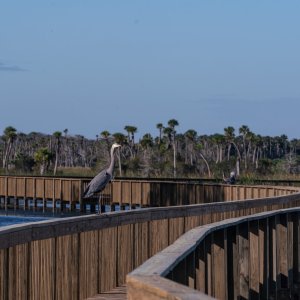 Wetlands De 2022 2500px-20.jpg