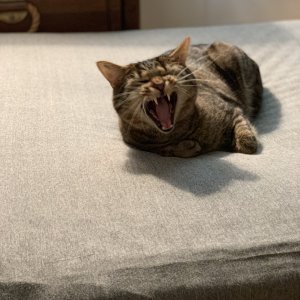 IMG_0216.jpeg