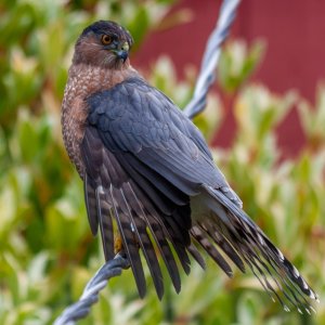 Bird_aIMG_1955.jpg