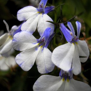 Blue fairy fl 6 x.jpg