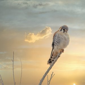 Bosque_Jan_2023-1716-kestral-cytog.jpeg