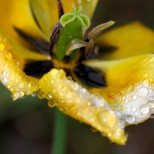 Tulip Crop.jpg