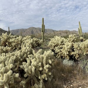 IMG_7312.jpg