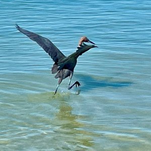 IMG_1249.jpeg