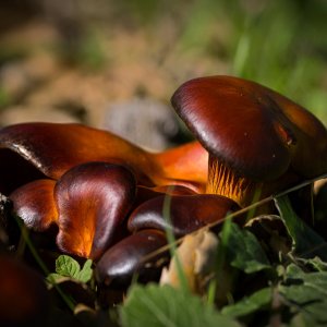 orange fungi 2922 01.09.23 xv.jpg