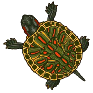Baby Box Turtle.png