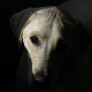 Pet_IMG_0009.jpg
