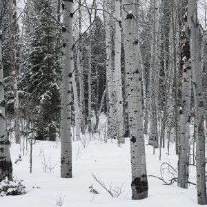 Aspens_013_2023_01_16_0355.jpg