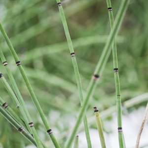 Shallow DOF-2.jpg