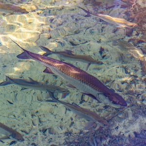 Manatee Jan 2023-2500px-25.jpg