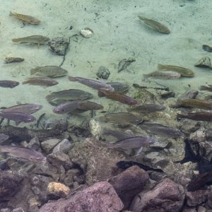 Manatee Jan 2023-2500px-19.jpg
