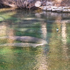 Manatee Jan 2023-2500px-12.jpg