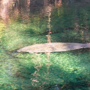 Manatee Jan 2023-2500px-17.jpg