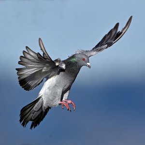 Pigeon_8376_1000p.jpg