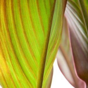 Flower_IMG_3799.jpg