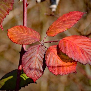 leaves4.jpg