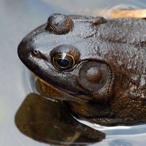 Frog on a Spring Day.jpeg