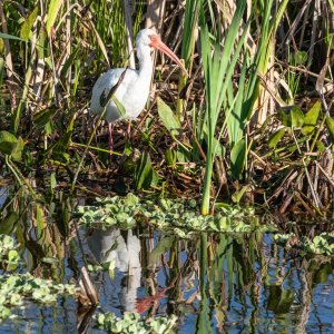 Wetlands Jan23 - 2500px-22.jpg