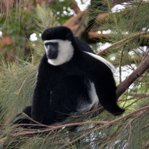 Abyssinian-colobus2.jpg