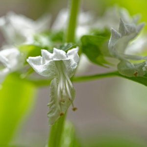 Basil Flowers.jpeg