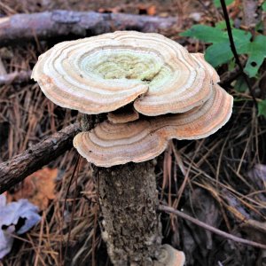 IMG_3143 (2).jpg