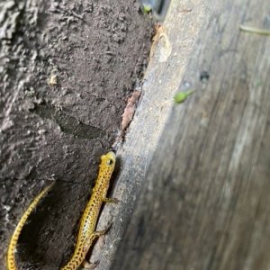 IMG_0795.jpeg