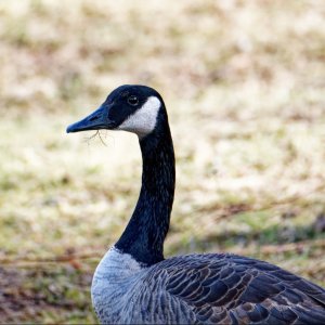 Grass For Lunch.jpeg