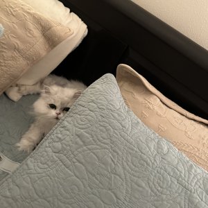 23706982-40C4-4E97-9C7D-88F8E3FF5863.jpeg