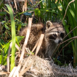 Circle Bar B - 2500px-28.jpg