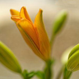 Starting To Bloom.jpeg