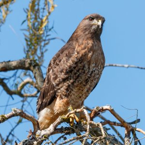 Bird_IMG_3000.jpg