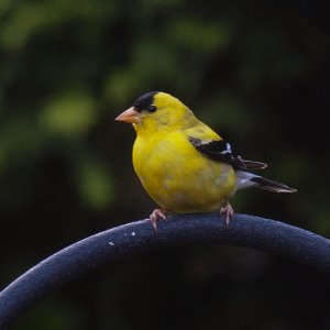 Bird_aIMG_0852.jpg