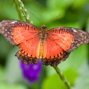 DSC_0106.jpg