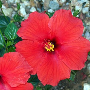 hibiscus05.jpg