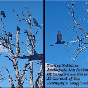 23_TurkeyVultures.jpg