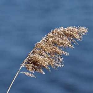 cattail2k.jpg