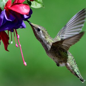 Hummingbird_05182015_7249b_1000p.jpg