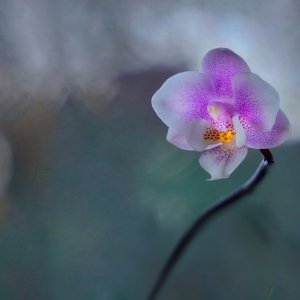 Floating MiniOrchid copy.jpg