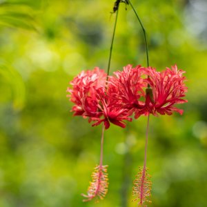 Leu Gardens Aug 2019-2500px-4.jpg