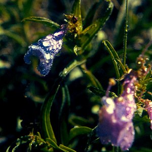 LV_Flower.jpg