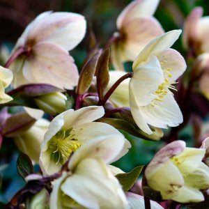 Hellebores2 copy.jpg