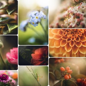 extension tubes.jpg
