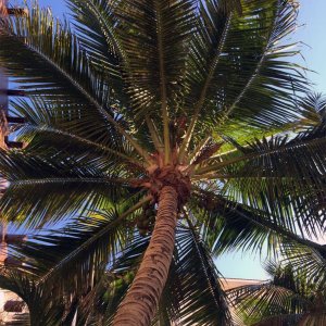 palmtree.jpg