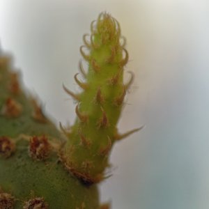 prickly pear2k.jpg