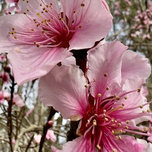 IMG_3794.jpg