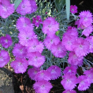 flower1.jpg