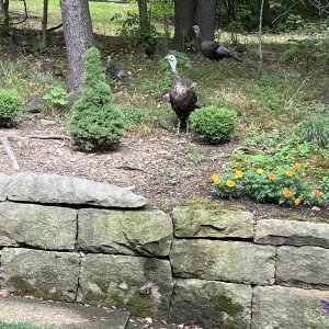 IMG_0552.jpeg