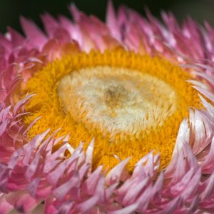 Flower_IMG_9750-01.jpg