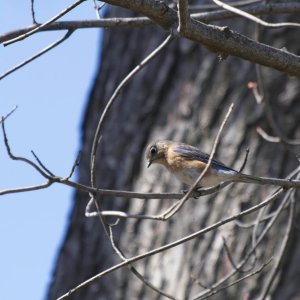 DSCF0520.jpg